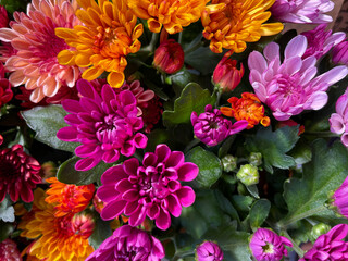 Beautiful blooming chrysanthemum flowers decorative summer autumn flower in vibrant red, purple and orange colors directly above view