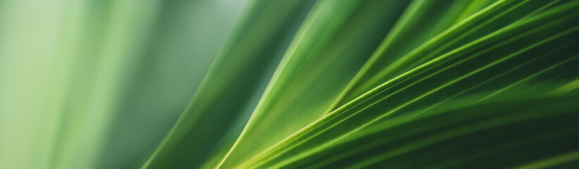 Dark green leaf texture, Natural green leaves using as nature background wallpaper or tropical leaf cover page