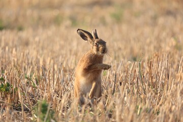 Feldhase in Bewegung