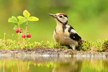 Fototapeta premium Great spotted woodpecker Dendrocopos major bird songbird wildlife nature predator cock o the north, beautiful animal mountain finch, animal, bird watching ornithology, flower bud fauna wildlife Europe