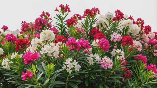 Vibrant pink, white, and red oleander blooms burst forth from lush green shrubs, beautifully isolated on a transparent background, showcasing nature's kaleidoscope of colors.