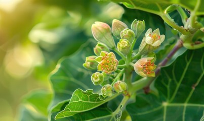 Fig tree blossoms and young figs, close-up