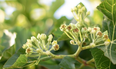 Fototapeta premium Fig tree blossoms and young figs, close-up
