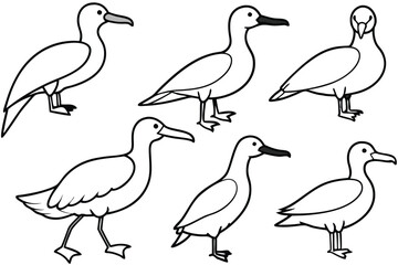 Albatross bird line art illustration