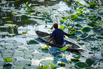 A man is rowing a boat in the middle of a white lotus lake