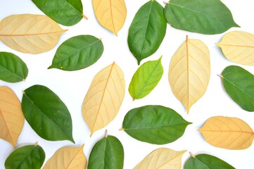 green leaves seamless pattern