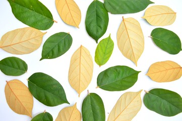 Fototapeta premium green leaves seamless pattern