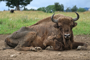 Obraz premium european bison animals captive breeding