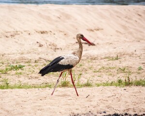  Stork is walking on a river sand