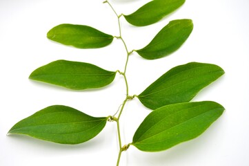 Obraz premium green leaves isolated on white background