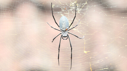 Araña Nephila Vitiana en el Templo de Besakih, Bali, Indonesia