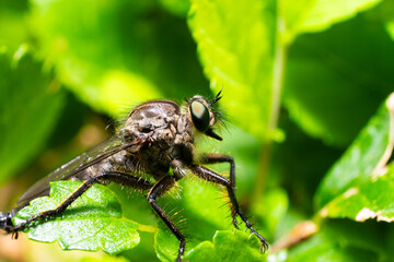 fly on leaf