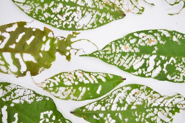 Alternaria Leaf Spot (Alternaria cucumerina) on bitter melon (Momordica charantia)