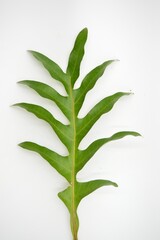 green leaf isolated on white background