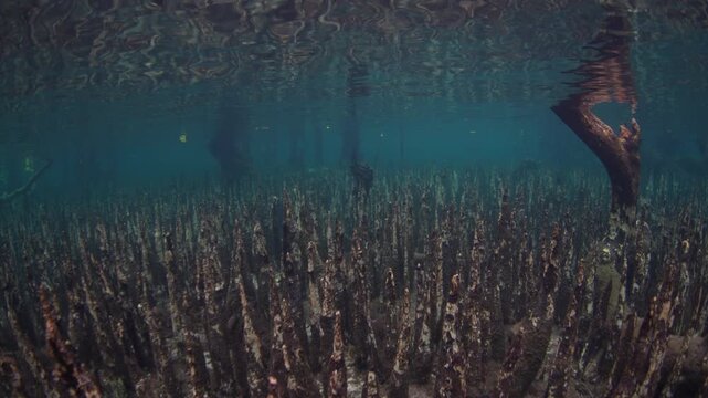 Sharp roots, called pneumatophores, rise from the shallow seafloor of a mangrove forest along the coast of Lembata, Indonesia. This type of root is used by black mangrove trees to capture oxygen.