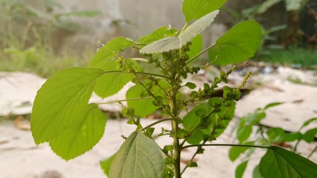 Acalypha indica growing in the garden, Close up