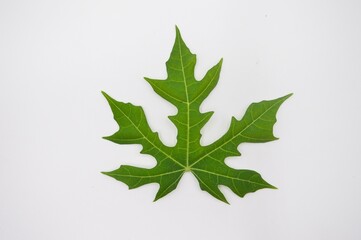 Papaya leaf on white