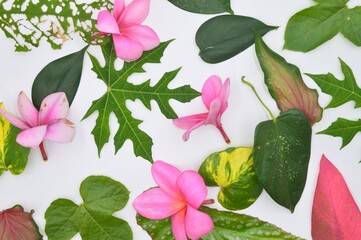 pink and green leaves withe flowers isolated on white