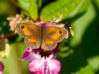 Obraz premium Gatekeeper butterfly, Pyronia tithonus