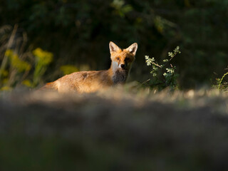 Red fox, Vulpes vulpes