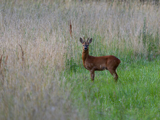 Roe deer, Capreolus capreolus