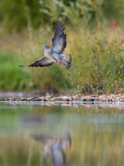 Stock dove, Columba oenas