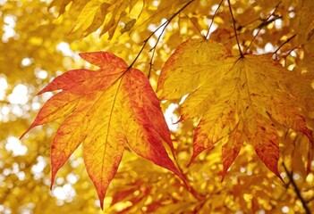 Autumn maple leaves on a blurred background. Shallow depth of field.
