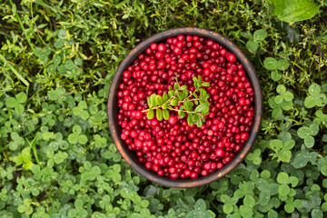 Fresh vitamin lingonberry in the wooden bowl on green clover