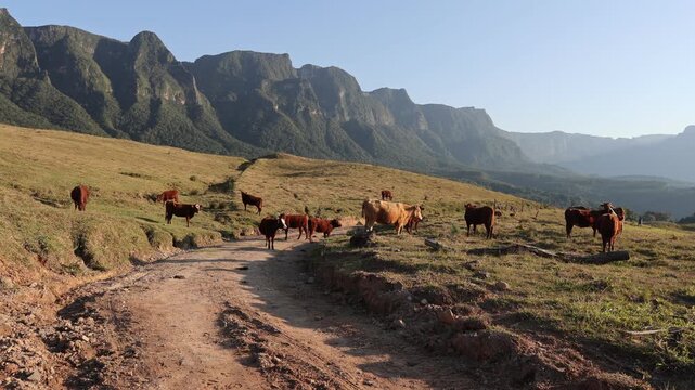 Rebanho de vacas e bois pastando e bela paisagem com pared&atilde;o e cumes de montanhas no horizonte