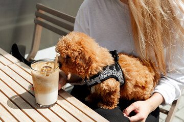 A cute fluffy dog curiously examining a glass of iced coffee on a sunlit cafe table