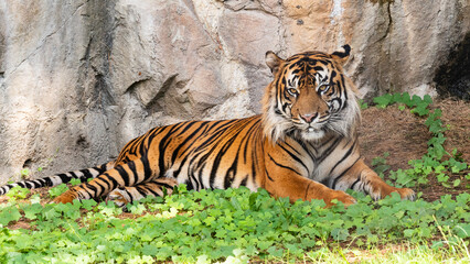 Tiger close up and sitting and watching