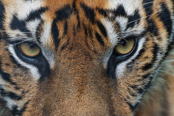 Tiger close up and sitting and watching