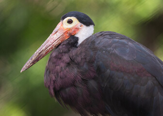 eagle and galah birds with stork