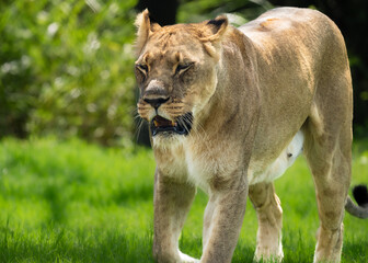 Lion and lioness strolling on a park