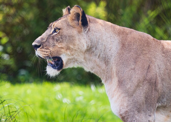 Lion and lioness strolling on a park