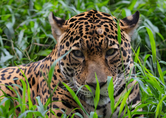 Obraz premium Jaguar up close and personal