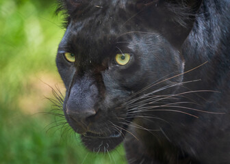 Black panther looking closely with bright eyes