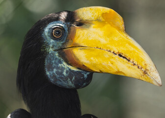 Colorful horn bill up close
