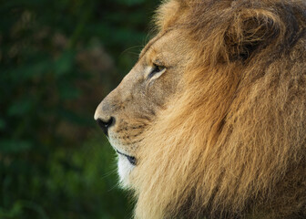 Lion and lioness strolling on a park