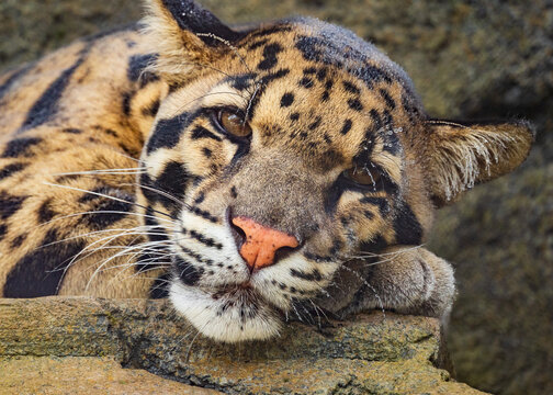 Clouded leopard sleeping on a rock