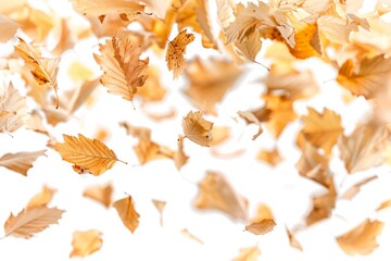 Fototapeta premium Falling fall leaves in the air on a white background