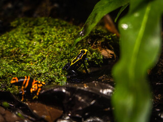 Yellow and black frog on the leaf