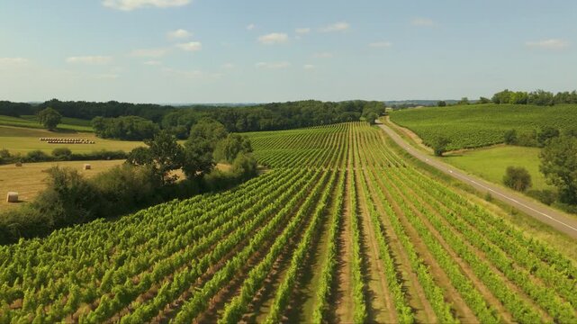 Avanc&eacute;e et mont&eacute;e sur les lignes des vignes