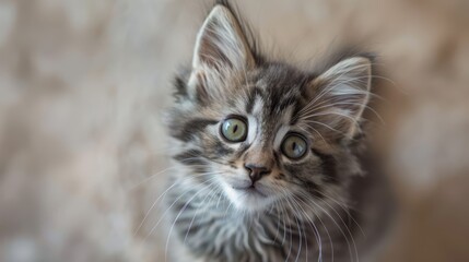 The adorable fluffy kitten