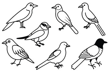 Avian bird line art illustration