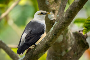 Fototapeta premium Black-winged Starling - Acridotheres melanopterus, beautiful black and white myna endemic to tropical forests and woodlands of Indonesia.
