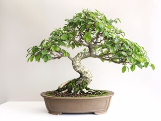 A bonsai tree in an informal upright shape, centered on a white background, demonstrating its natural and graceful curves
