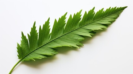 A single, intricate fern leaf on white backgrounds