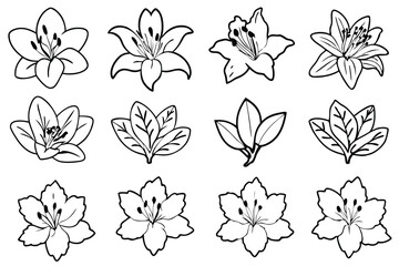 Azalea flower line art illustration