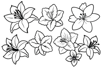 Azalea flower line art illustration